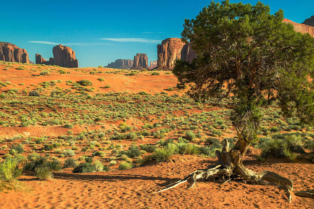 Digital Open In Class A By Stan Murawski For Monument Valley And Tree JAN-2020.jpg